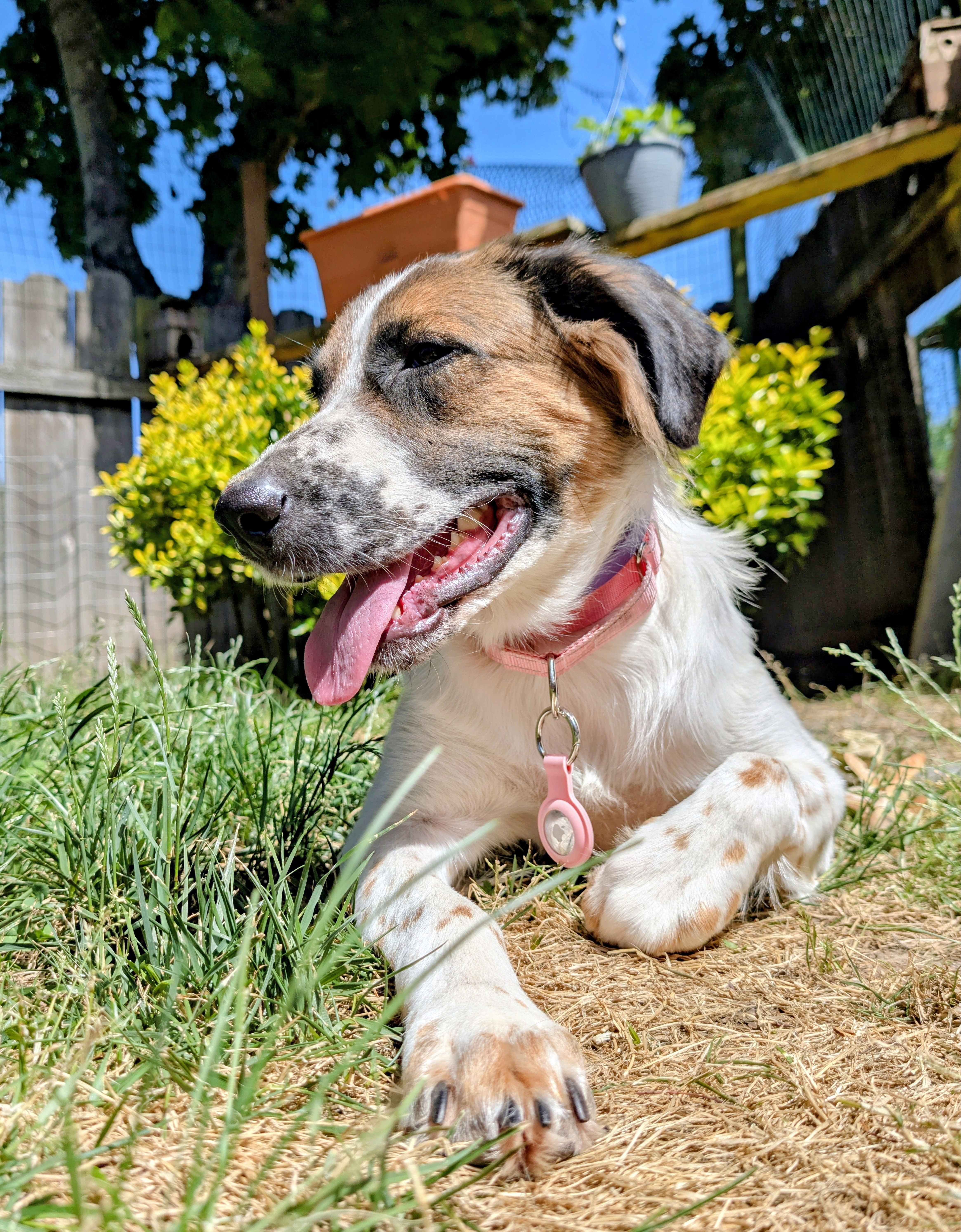 Winnie the foster dog